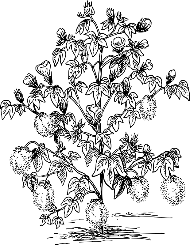 Bombaž