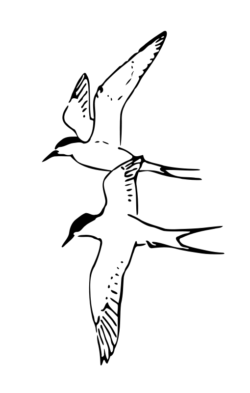 Čigra