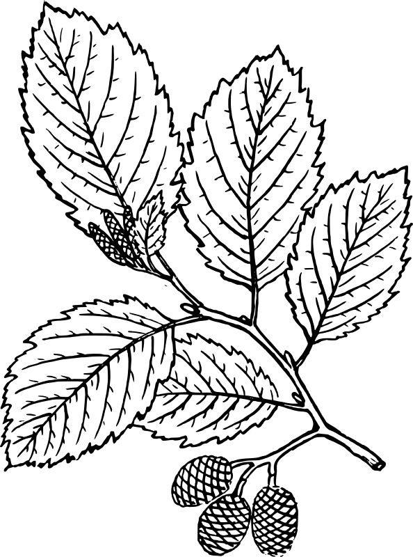 Jelša