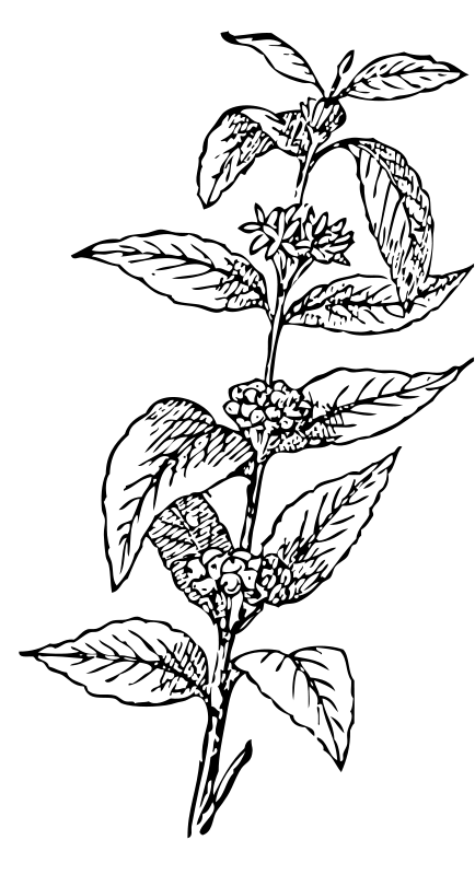 Kavovec