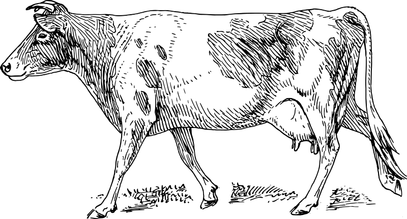 Krava 3