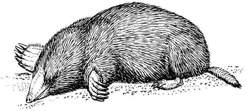 Krt