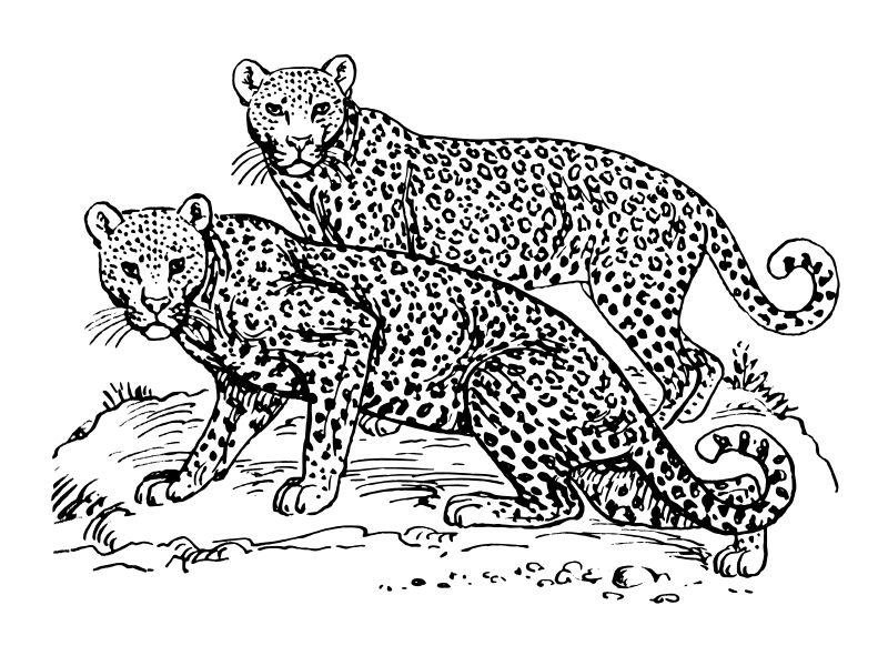 Leoparda