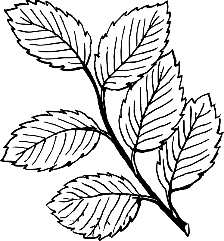 Listje