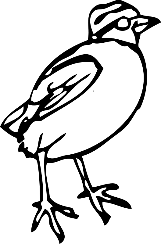 Majhna ptica