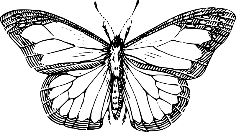 Metulj 4