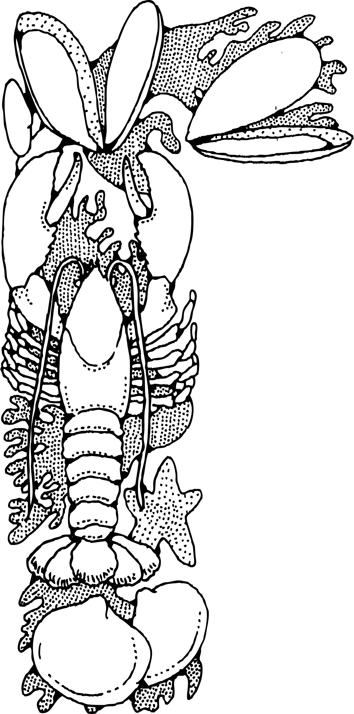 Morska hrana