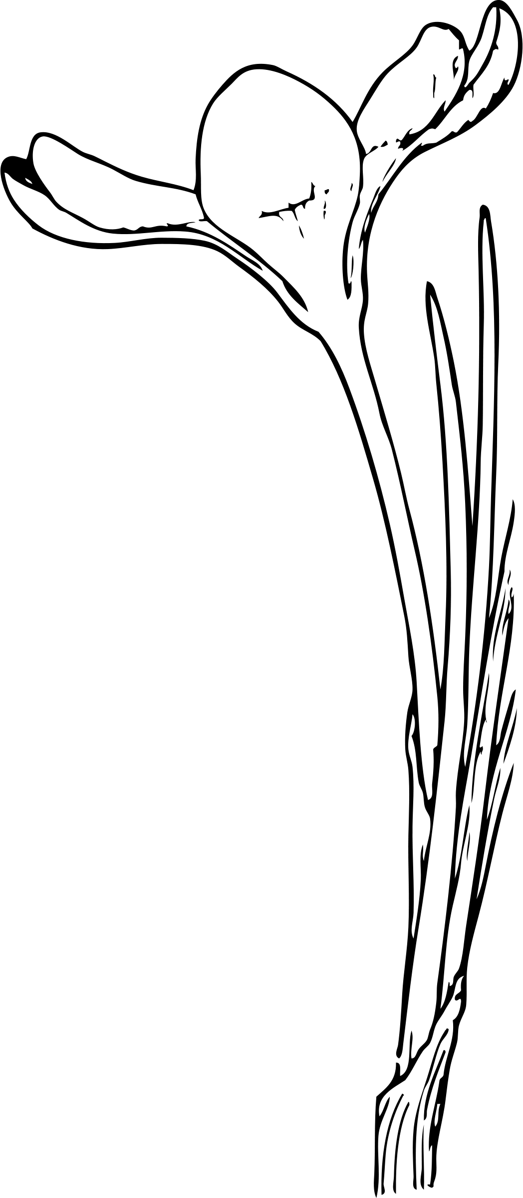 Odprt žafran