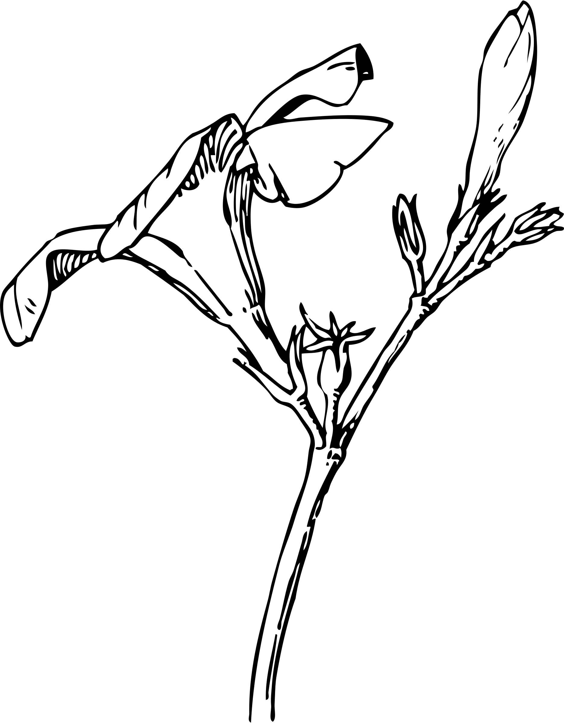 Pobarvanka Oleander