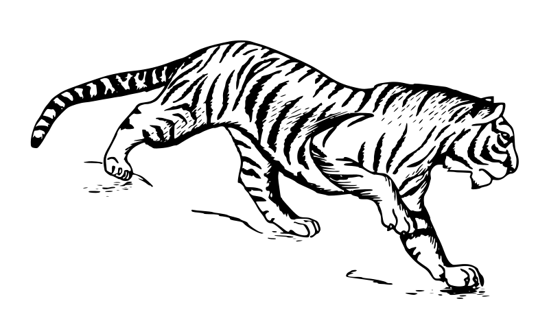 Tiger zasleduje