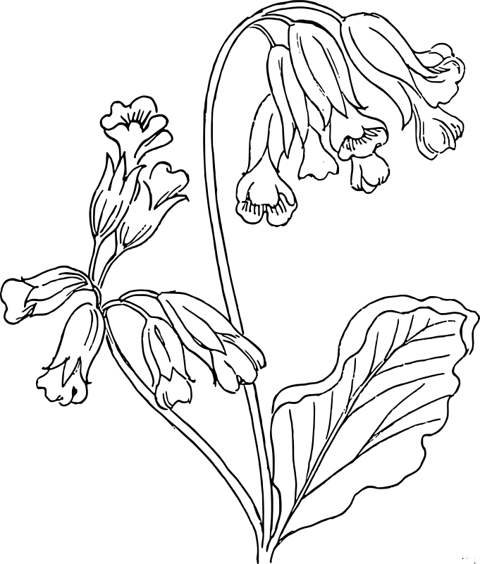 Pomladanski jeglič