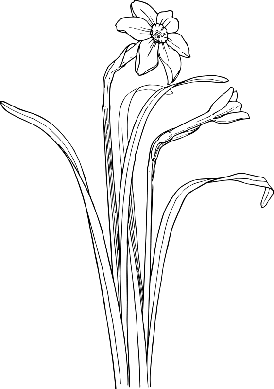 Pomladna narcisa