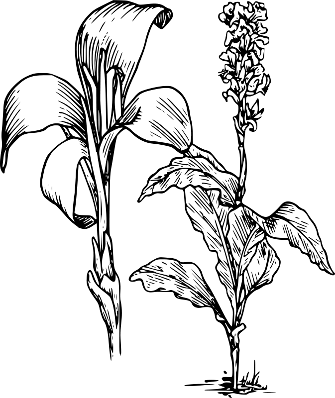 Rastlina