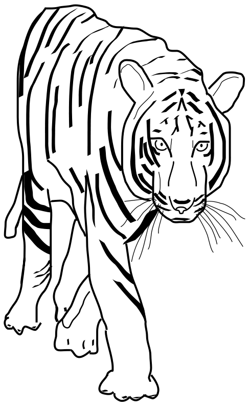 Risani tiger