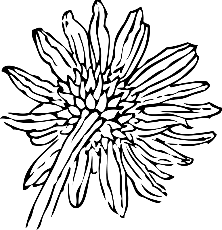 Sončnica
