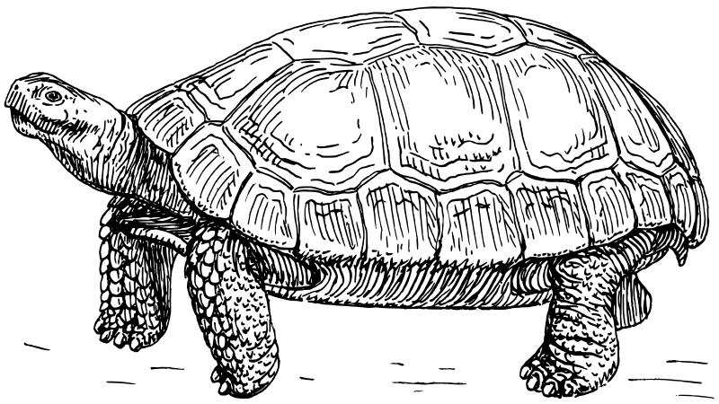 Želva