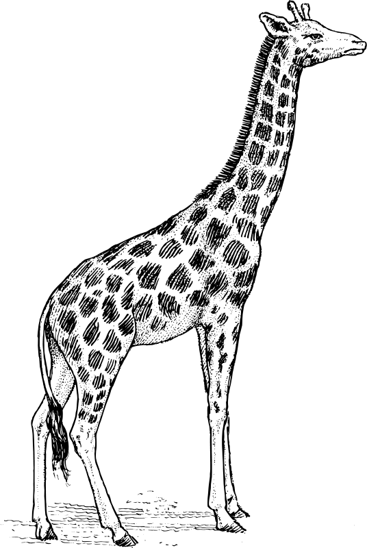 Žirafa